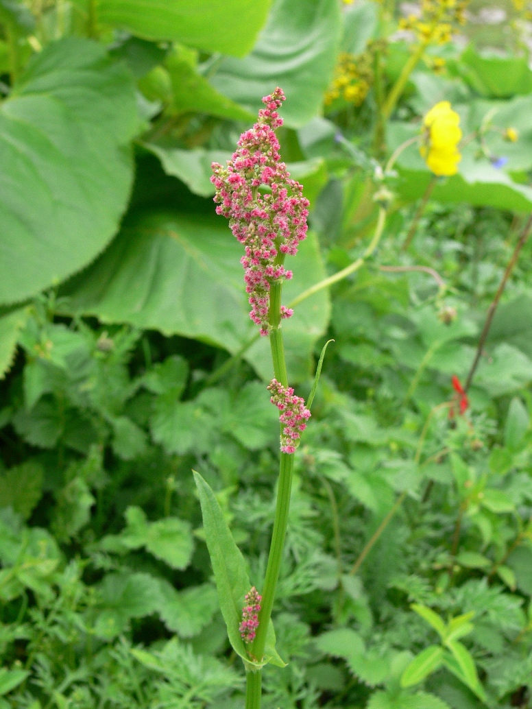 Rumex acetosa – eFlora of India